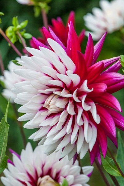 Dahlia Rebeccas World